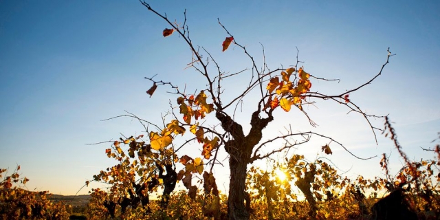 vinedo con el sol de fondo